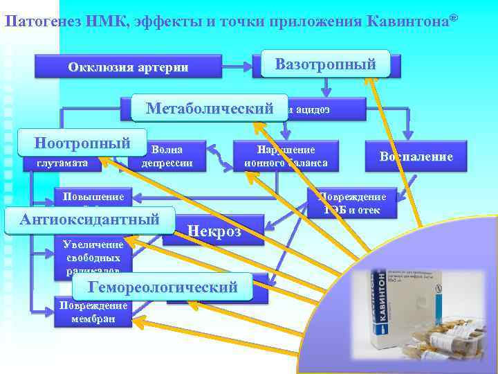 Патогенез НМК, эффекты и точки приложения Кавинтона® Вазотропный Снижение кровотока Окклюзия артерии Энергетический дефицит