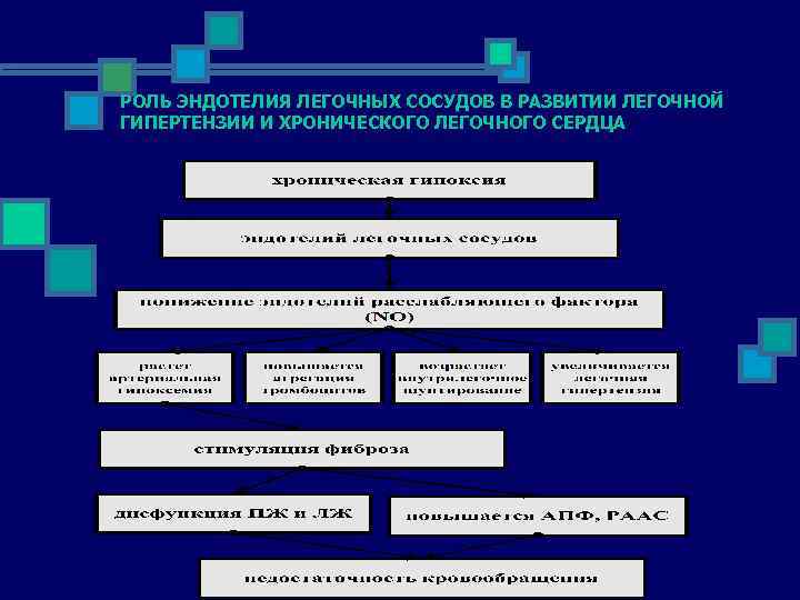 РОЛЬ ЭНДОТЕЛИЯ ЛЕГОЧНЫХ СОСУДОВ В РАЗВИТИИ ЛЕГОЧНОЙ ГИПЕРТЕНЗИИ И ХРОНИЧЕСКОГО ЛЕГОЧНОГО СЕРДЦА 