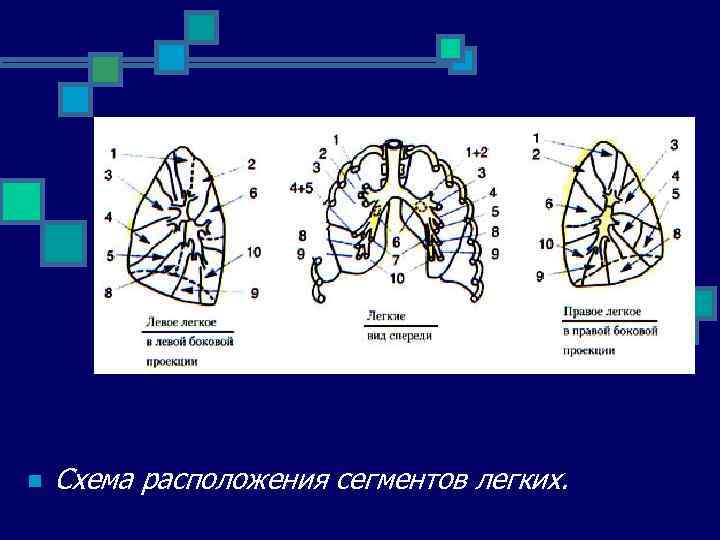 n Схема расположения сегментов легких. 