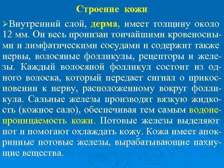 Строение кожи ØВнутренний слой, дерма, имеет толщину около 12 мм. Он весь пронизан тончайшими