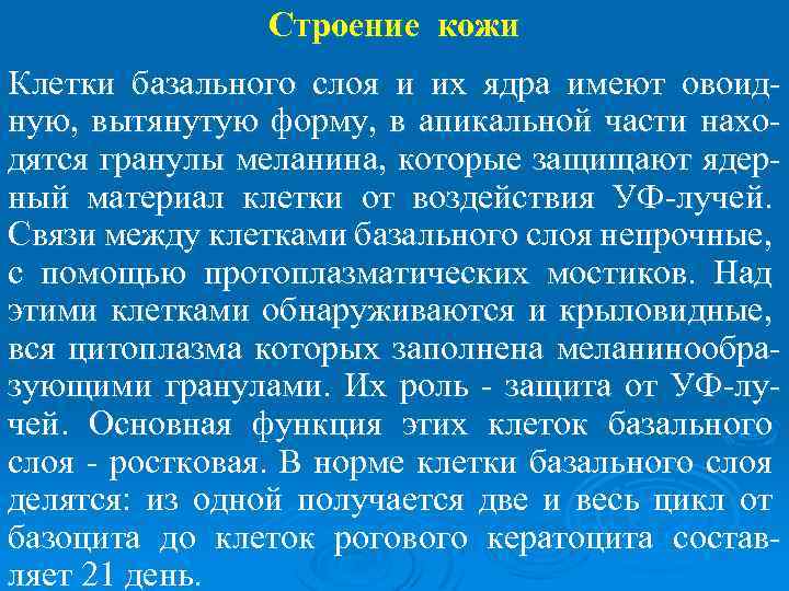 Строение кожи Клетки базального слоя и их ядра имеют овоидную, вытянутую форму, в апикальной