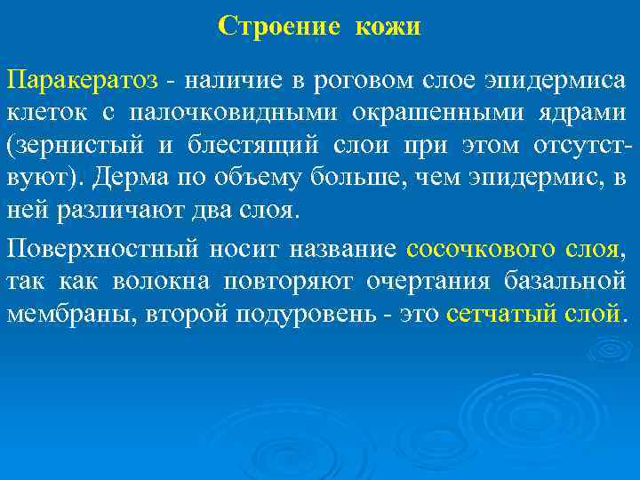 Строение кожи Паракератоз - наличие в роговом слое эпидермиса клеток с палочковидными окрашенными ядрами