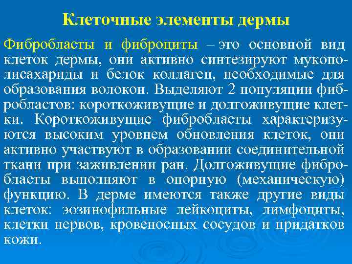 Клеточные элементы дермы Фибробласты и фиброциты – это основной вид клеток дермы, они активно