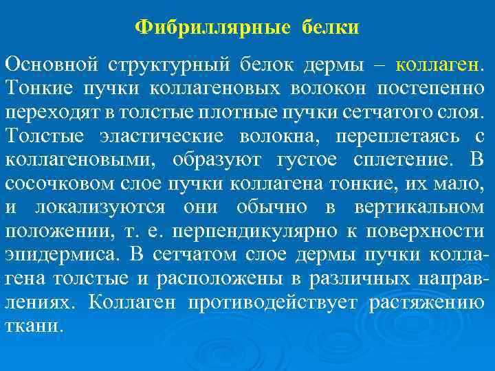 Фибриллярные белки Основной структурный белок дермы – коллаген. Тонкие пучки коллагеновых волокон постепенно переходят