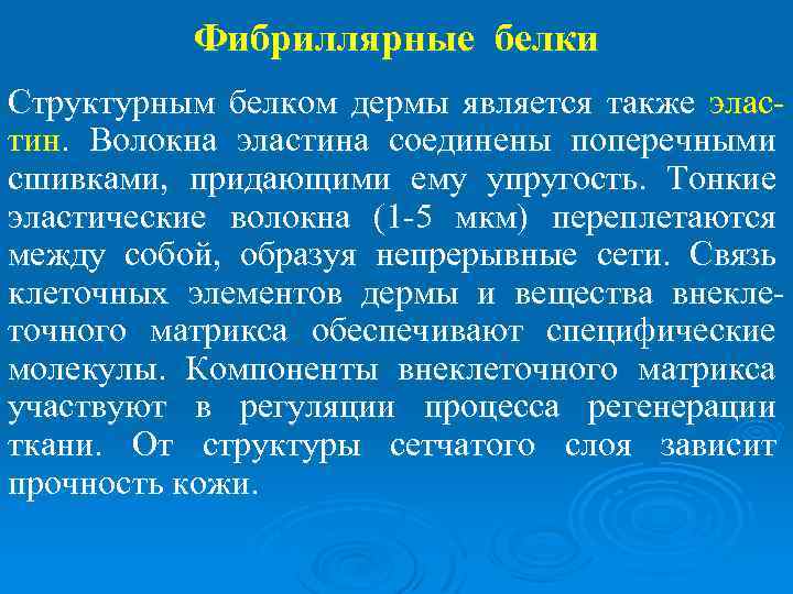 Фибриллярные белки Структурным белком дермы является также эластин. Волокна эластина соединены поперечными сшивками, придающими