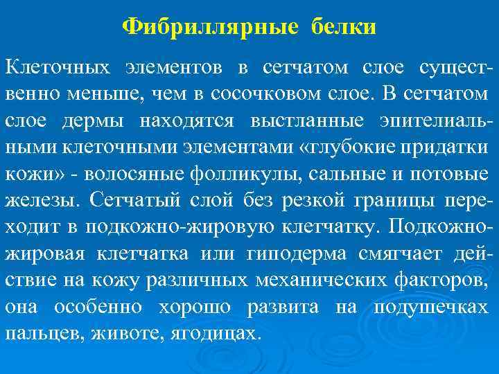 Фибриллярные белки Клеточных элементов в сетчатом слое существенно меньше, чем в сосочковом слое. В