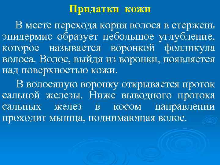 Придатки кожи В месте перехода корня волоса в стержень эпидермис образует небольшое углубление, которое