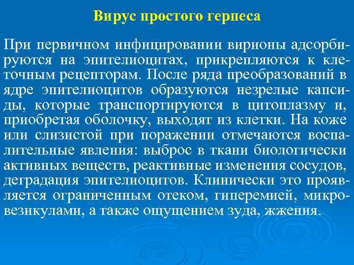 Вирус простого герпеса При первичном инфицировании вирионы адсорбируются на эпителиоцитах, прикрепляются к клеточным рецепторам.