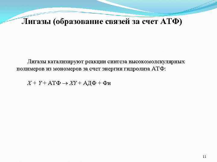 Лигазы (образование связей за счет АТФ) Лигазы катализируют реакции синтеза высокомолекулярных полимеров из мономеров