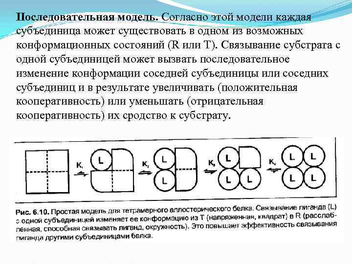 Последовательная модель. Согласно этой модели каждая субъединица может существовать в одном из возможных конформационных