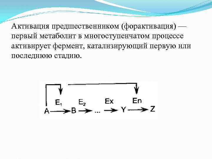 Активация предшественником (форактивация) — первый метаболит в многоступенчатом процессе активирует фермент, катализирующий первую или