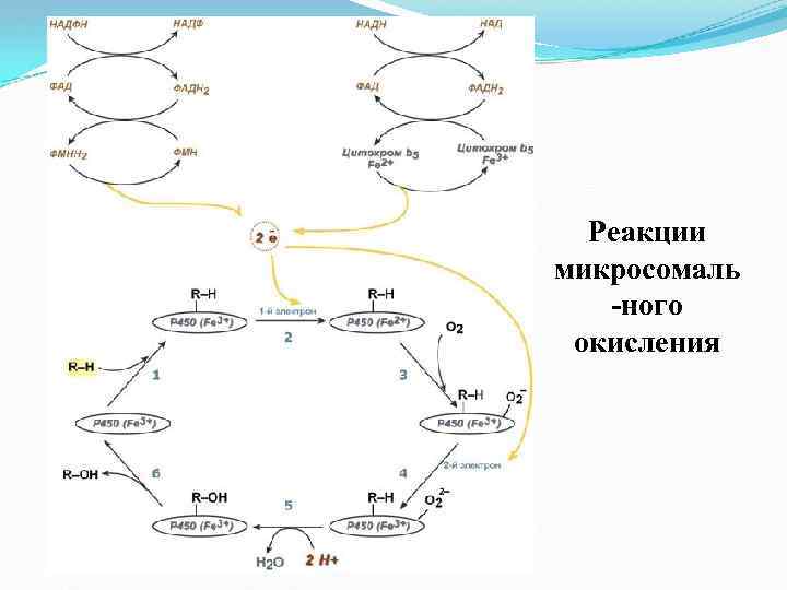 Реакции микросомаль -ного окисления 