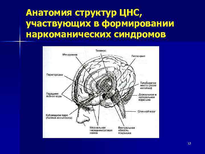 Анатомия структур ЦНС, участвующих в формировании наркоманических синдромов 13 