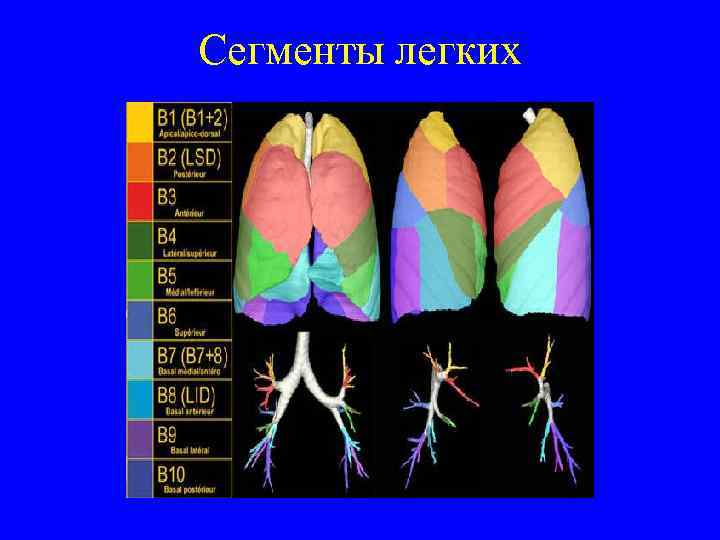 Сегменты легких 