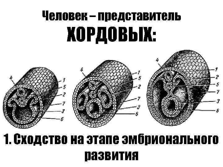 Человек – представитель ХОРДОВЫХ: 1. Сходство на этапе эмбрионального развития 