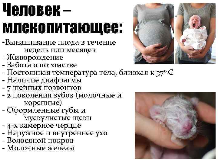 Человек – млекопитающее: -Вынашивание плода в течение недель или месяцев - Живорождение - Забота