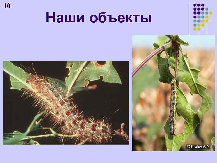 10 Наши объекты 