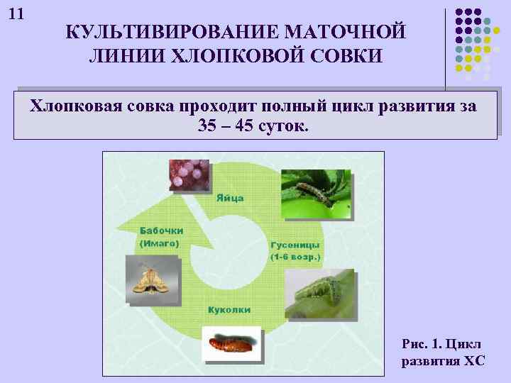 11 КУЛЬТИВИРОВАНИЕ МАТОЧНОЙ ЛИНИИ ХЛОПКОВОЙ СОВКИ Хлопковая совка проходит полный цикл развития за 35