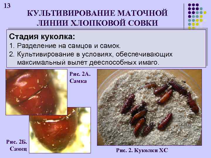 13 КУЛЬТИВИРОВАНИЕ МАТОЧНОЙ ЛИНИИ ХЛОПКОВОЙ СОВКИ Стадия куколка: 1. Разделение на самцов и самок.