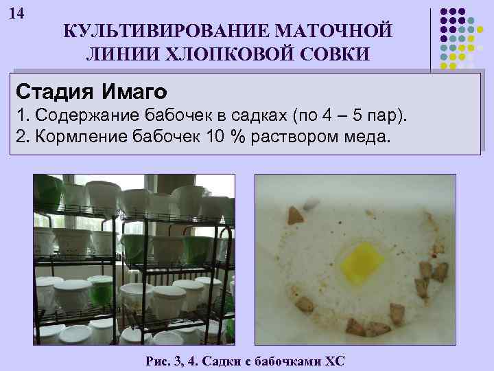 14 КУЛЬТИВИРОВАНИЕ МАТОЧНОЙ ЛИНИИ ХЛОПКОВОЙ СОВКИ Стадия Имаго 1. Содержание бабочек в садках (по