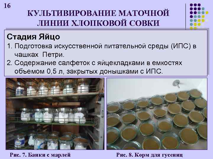 16 КУЛЬТИВИРОВАНИЕ МАТОЧНОЙ ЛИНИИ ХЛОПКОВОЙ СОВКИ Стадия Яйцо 1. Подготовка искусственной питательной среды (ИПС)