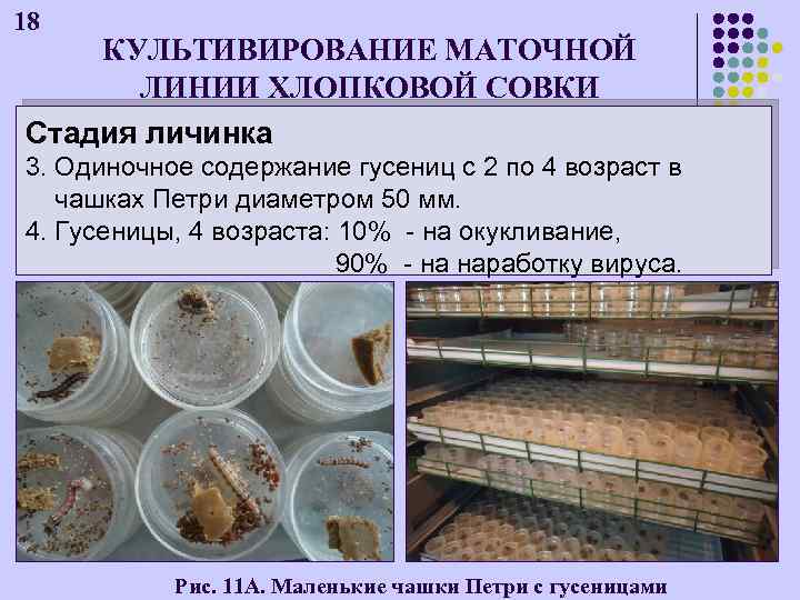 18 КУЛЬТИВИРОВАНИЕ МАТОЧНОЙ ЛИНИИ ХЛОПКОВОЙ СОВКИ Стадия личинка 3. Одиночное содержание гусениц с 2