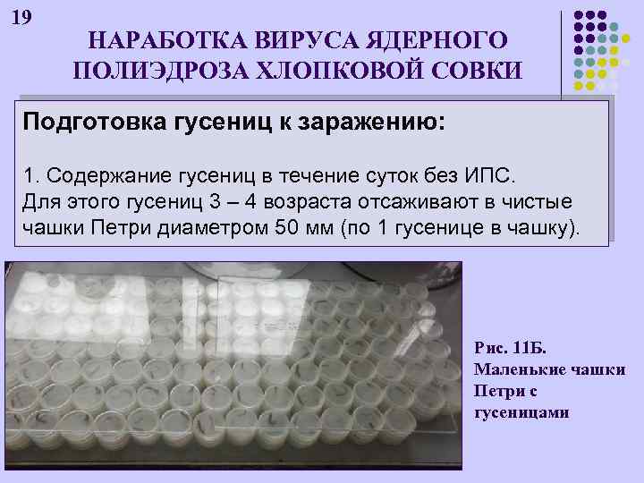 19 НАРАБОТКА ВИРУСА ЯДЕРНОГО ПОЛИЭДРОЗА ХЛОПКОВОЙ СОВКИ Подготовка гусениц к заражению: 1. Содержание гусениц