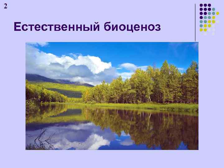 2 Естественный биоценоз 