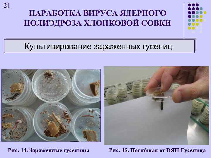 21 НАРАБОТКА ВИРУСА ЯДЕРНОГО ПОЛИЭДРОЗА ХЛОПКОВОЙ СОВКИ Культивирование зараженных гусениц Рис. 14. Зараженные гусеницы