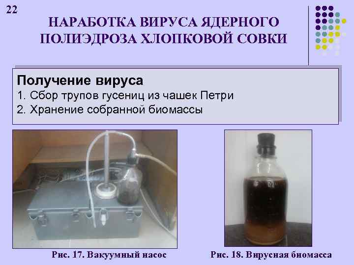 22 НАРАБОТКА ВИРУСА ЯДЕРНОГО ПОЛИЭДРОЗА ХЛОПКОВОЙ СОВКИ Получение вируса 1. Сбор трупов гусениц из