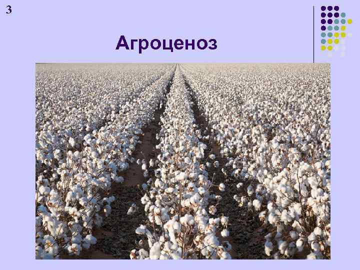 3 Агроценоз 
