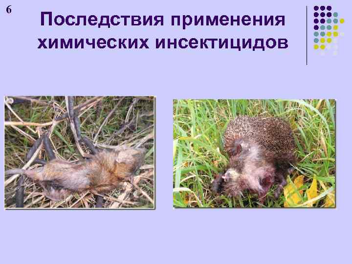 6 Последствия применения химических инсектицидов 