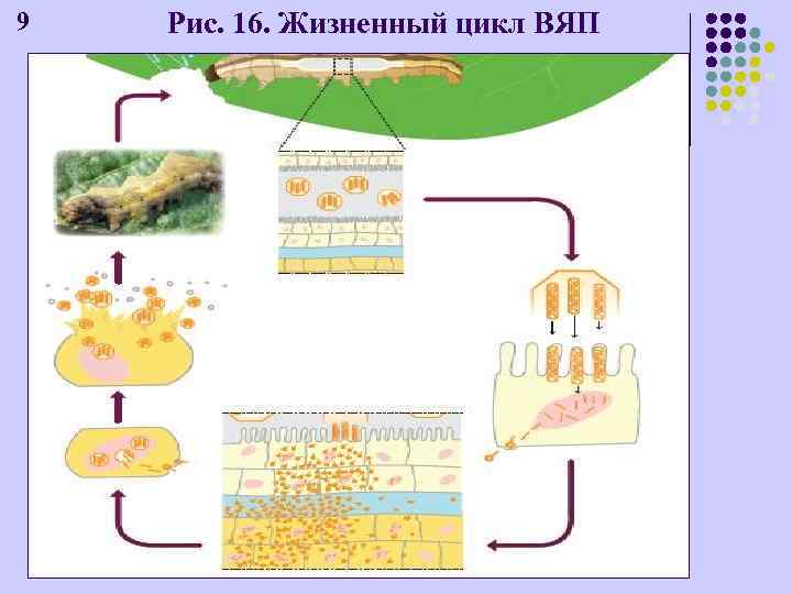 9 Рис. 16. Жизненный цикл ВЯП 
