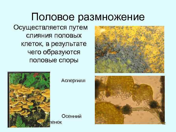 Половое размножение Осуществляется путем слияния половых клеток, в результате чего образуются половые споры Аспергилл