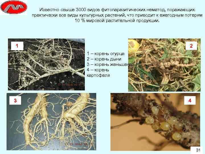 Известно свыше 3000 видов фитопаразитических нематод, поражающих практически все виды культурных растений, что приводит