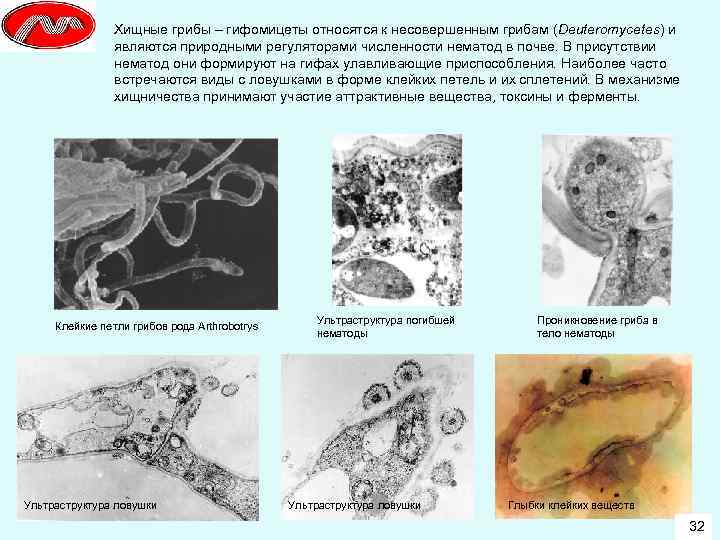 Хищные грибы – гифомицеты относятся к несовершенным грибам (Deuteromycetes) и являются природными регуляторами численности