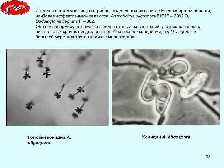 Из видов и штаммов хищных грибов, выделенных из почвы в Новосибирской области, наиболее эффективными