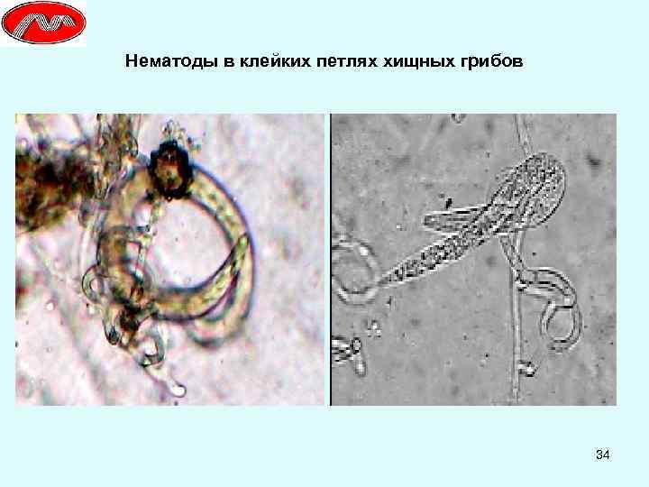 Нематоды в клейких петлях хищных грибов 34 