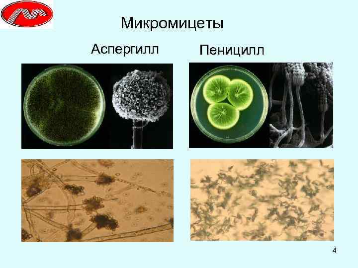 Микромицеты Аспергилл Пеницилл 4 