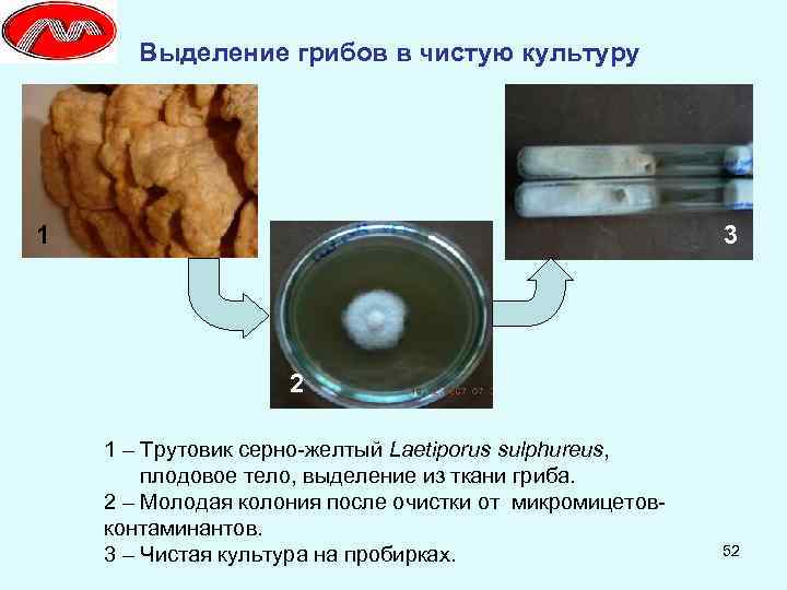 Выделение грибов в чистую культуру 1 3 2 1 – Трутовик серно-желтый Laetiporus sulphureus,