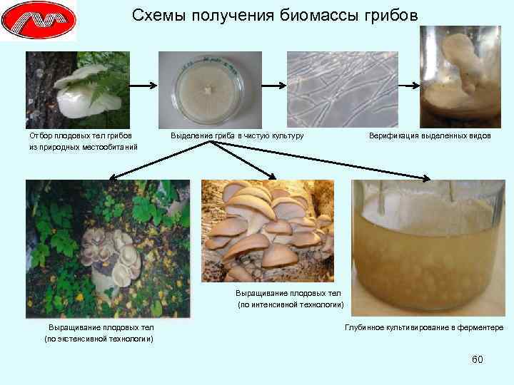 Схемы получения биомассы грибов Отбор плодовых тел грибов Выделение гриба в чистую культуру Верификация