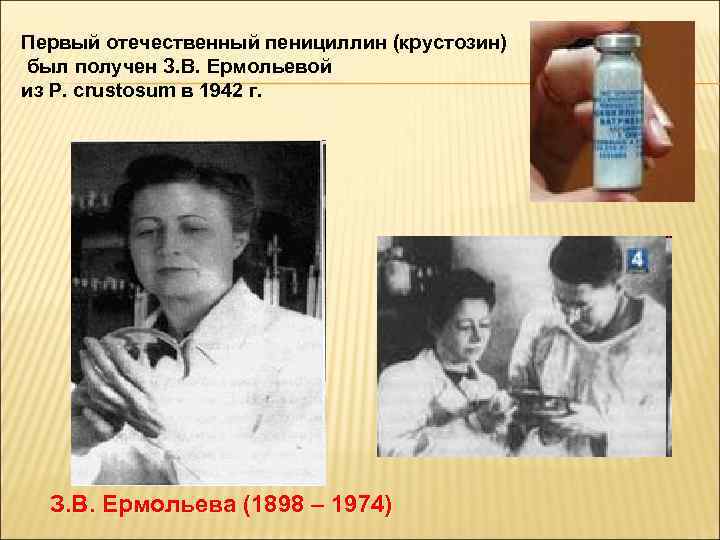 Первый отечественный пенициллин (крустозин) был получен З. В. Ермольевой из P. crustosum в 1942