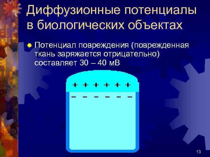 Диффузионные потенциалы в биологических объектах ® Потенциал повреждения (поврежденная ткань заряжается отрицательно) составляет 30