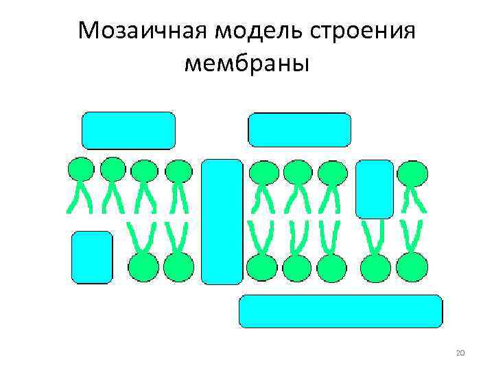 Модель строения. Жидкостно-мозаичная модель мембраны схема. Жидкостно-мозаичная модель мембраны биохимия. Жидко мозаичная модель биологической мембраны. Схема мозаичной модели строения мембраны.