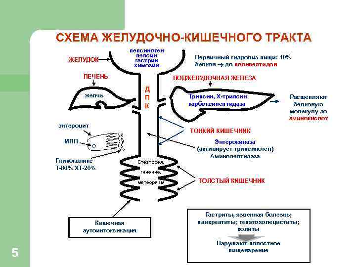 СХЕМА ЖЕЛУДОЧНО-КИШЕЧНОГО ТРАКТА ЖЕЛУДОК пепсиноген пепсин гастрин химозин ПЕЧЕНЬ желчь ПОДЖЕЛУДОЧНАЯ ЖЕЛЕЗА Д П