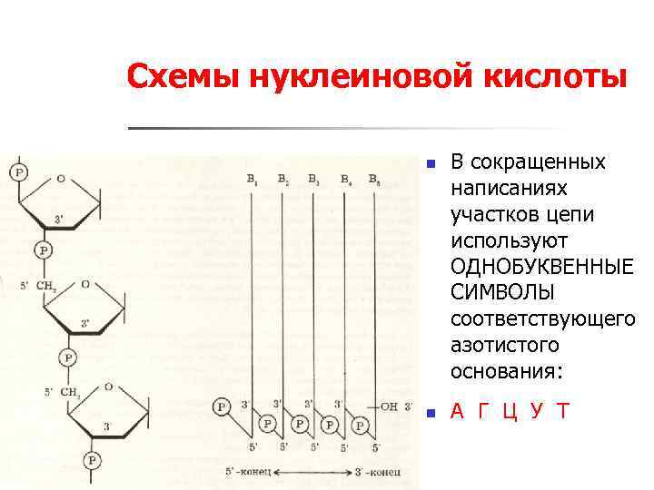 Схема гидролиза нуклеиновых кислот