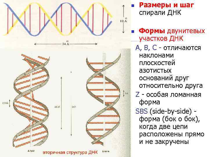 Какой длины днк