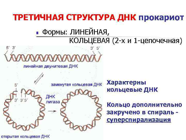 Кольцевая днк прокариот. Третичная структура ДНК строение. Строение бактерии с кольцевой ДНК. Кольцевая ДНК строение.
