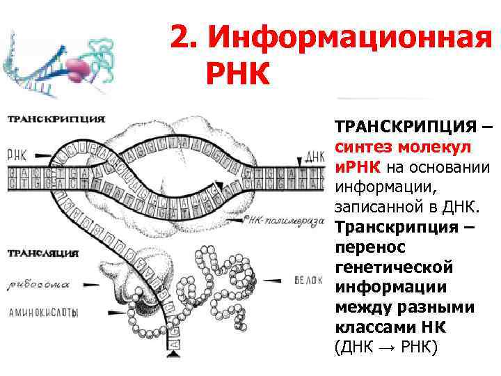 Процесс синтеза ирнк