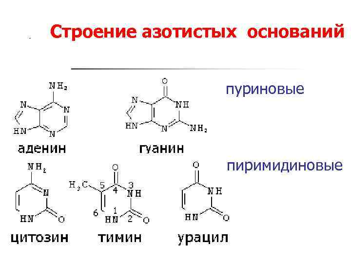 Соединение азотистых оснований. Строение азотистых оснований формулы. Химическое строение азотистых оснований. Пуриновые и пиримидиновые основания РНК. Строение ДНК пуриновое основание.
